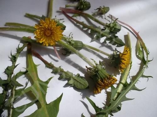 Мастер-класс